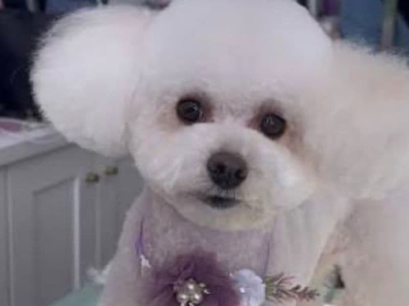 Toy Poodle 3 years 1 month old female small named Ahnala for breeding in Allen County, Indiana | Petmeetly