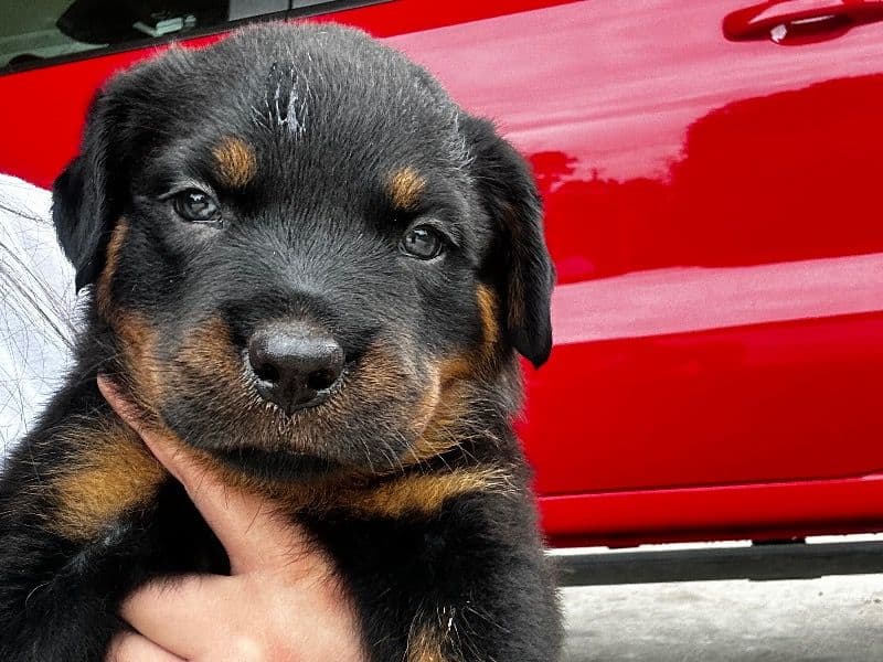 Rottweiler 5 months old female medium named Chata for breeding in Waller County, Texas | Petmeetly