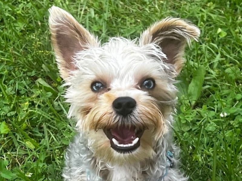 Yorkshire Terrier 1 year 1 month old male small named Blu for breeding in Fulton County, Georgia | Petmeetly