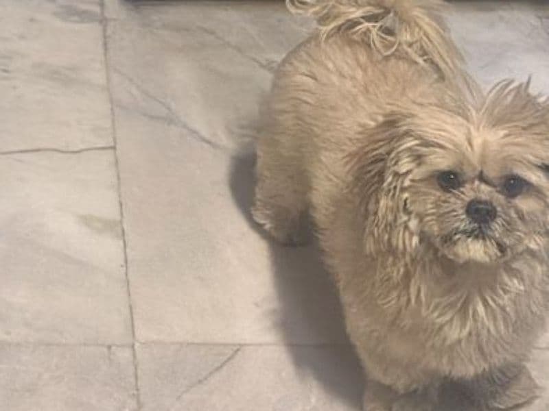 Lhasa Apso 2 years old male small named Murphy for breeding in Meerut Division, Uttar Pradesh | Petmeetly