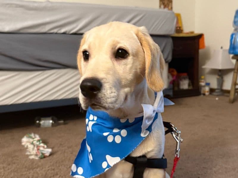 Labrador Retriever 9 months old male medium named Tizoo for breeding in Madison County, Illinois | Petmeetly