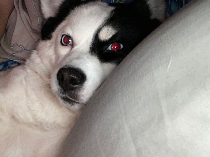 Pomeranian 3 years 10 months old female small named Rea for breeding in Regional Municipality of Niagara, Ontario | Petmeetly