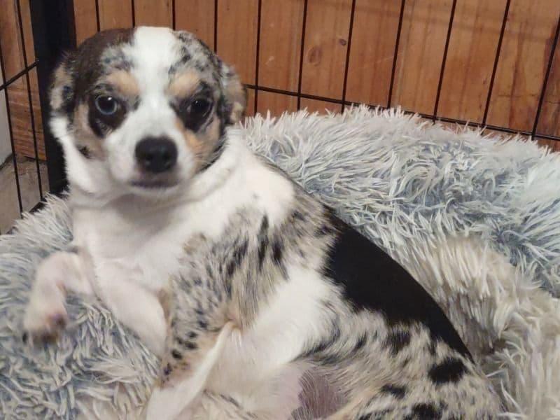 Deerhead chihuahua 1 year 4 months old female medium named Kiera for breeding in Knox County, Tennessee | Petmeetly