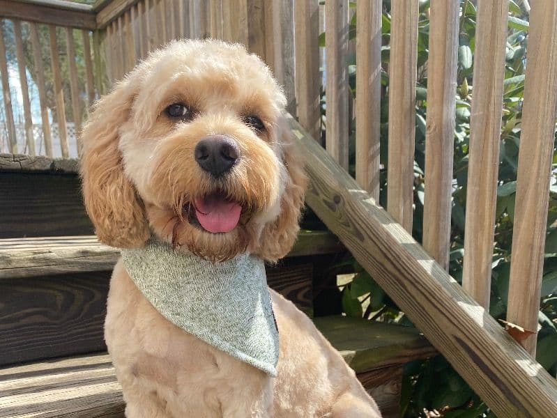 Cockapoo 4 years 8 months old male medium named Lucky for breeding in South Central Connecticut Planning Region, Connecticut | Petmeetly