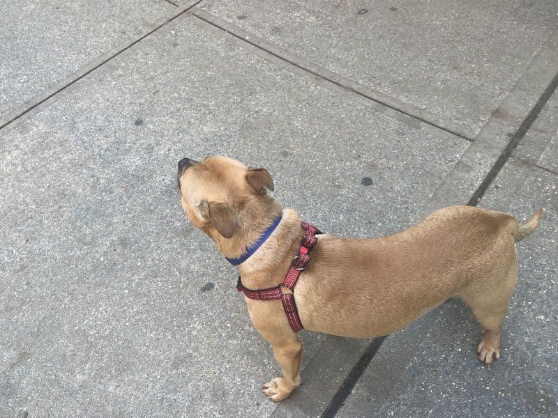 American PitBull Terrier 2 years 2 months old male medium named Lucky for breeding in New York County, New York | Petmeetly