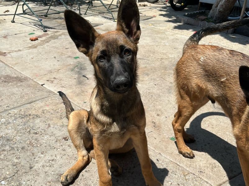 German Shepherd 9 months old female medium named Nana for sale in Los Angeles County, California | Petmeetly