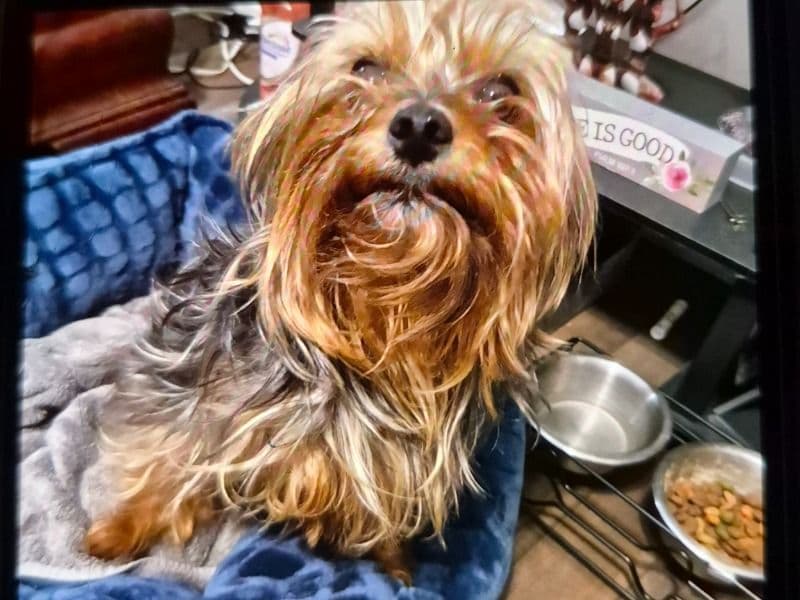 Dusse - Yorkshire Terrier | Petmeetly