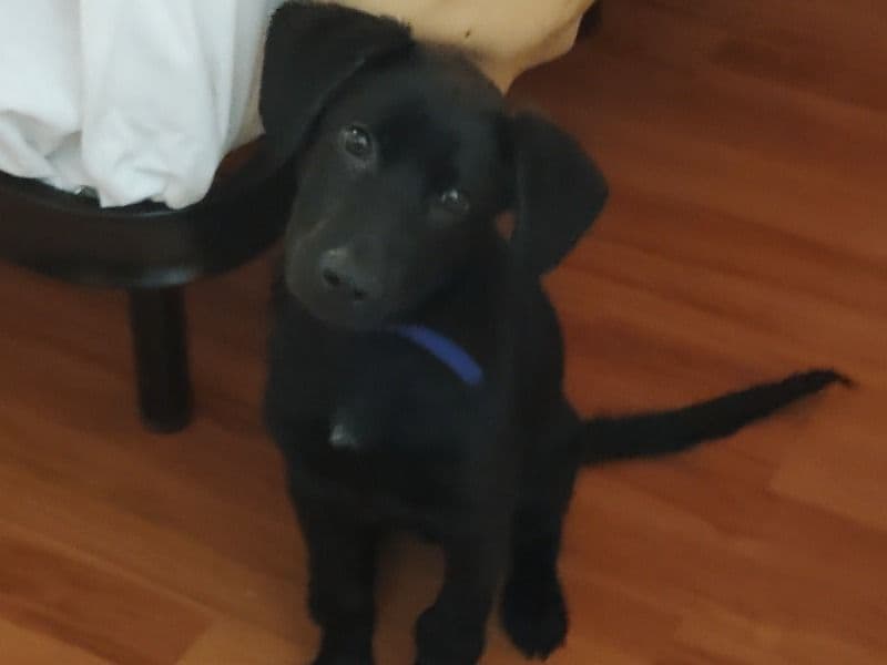 Labrador Retriever 4 months old male small named Darnell for sale in Angelina County, Texas | Petmeetly