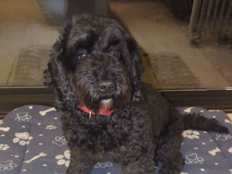 Cockapoo 4 years 3 months old female medium named Poppy for breeding in Surrey, England | Petmeetly