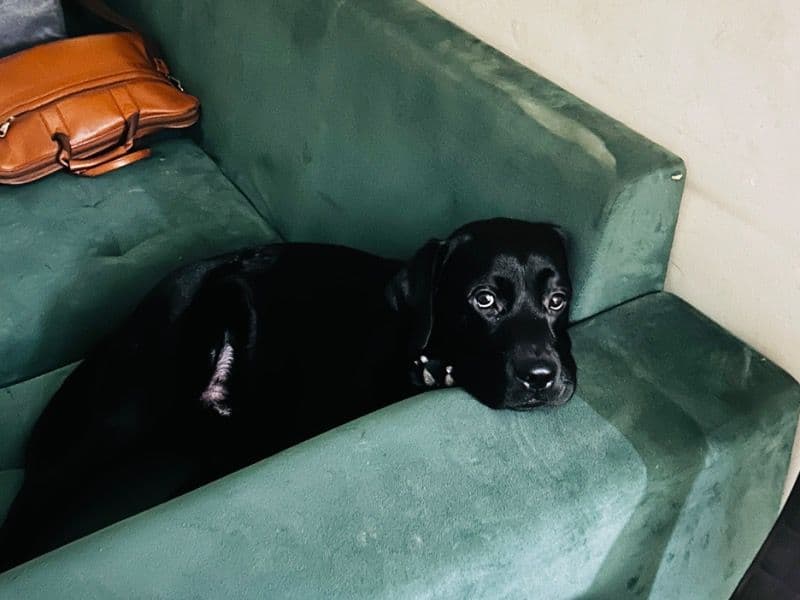 Labrador Retriever 1 year 6 months old male medium named Noddy for breeding in Delhi Division, Delhi | Petmeetly