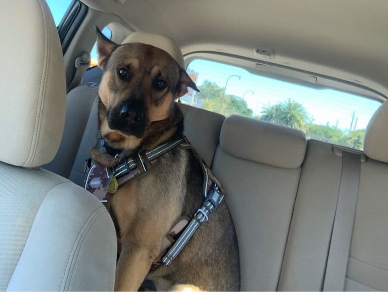 German Rottweiler 7 years old male large named Dexter for breeding in Miami-Dade County, Florida | Petmeetly