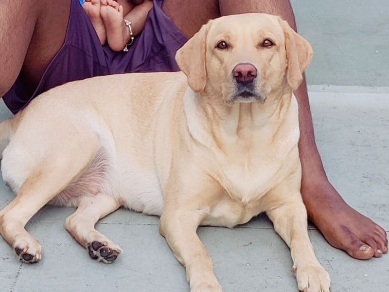 English Labrador Retriever 3 years 8 months old female large named Donna for breeding in Bangalore Division, Karnataka | Petmeetly