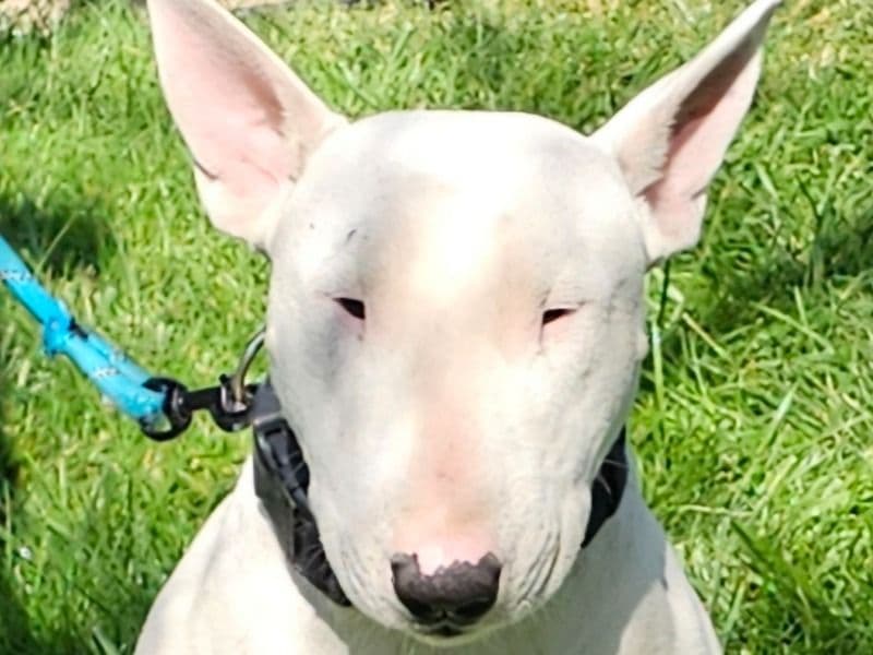Bull Terrier 2 years 10 months old male medium named Bouncer for breeding in Stanislaus County, California | Petmeetly