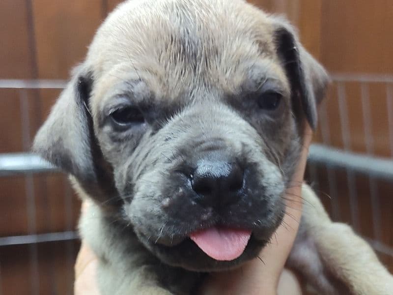 Great Dane 1 month old male extra large named Great Dane Puppies for sale in Calhoun County, Alabama | Petmeetly