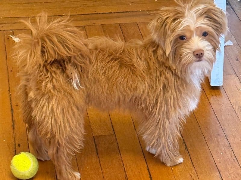 Shorkie 1 year 5 months old male small named Perro for breeding in New York County, New York | Petmeetly