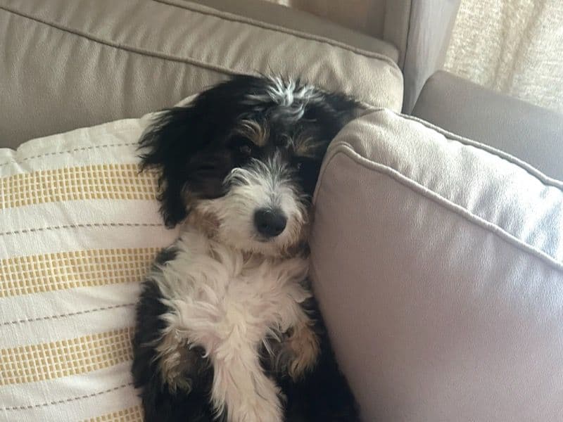 Bernedoodle 1 year old female medium named Charlie for breeding in Hillsdale County, Michigan | Petmeetly