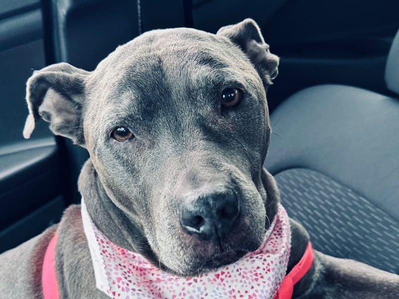 American Staffordshire Terrier 15 years 5 months old female medium named Kiba for breeding in Cuyahoga County, Ohio | Petmeetly