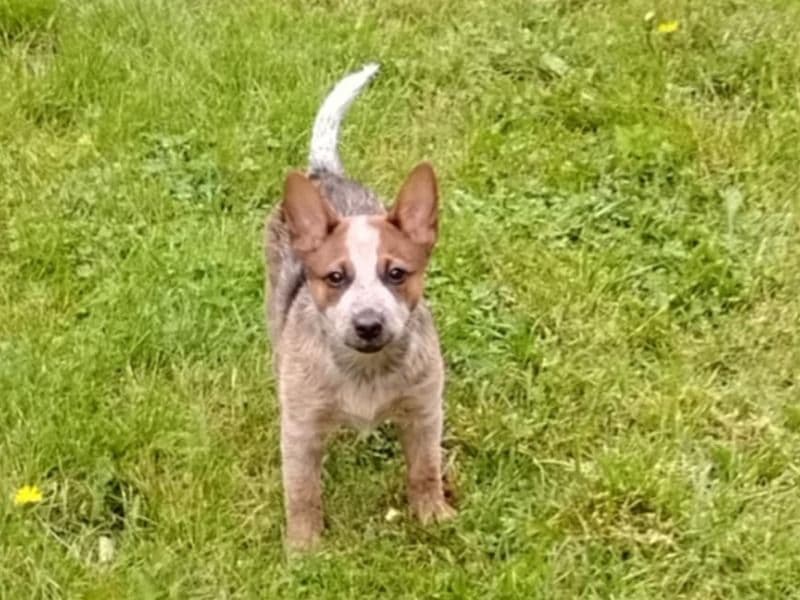 Fox Red Labrador 8 months old female medium named Connie for sale in Greene County, Ohio | Petmeetly