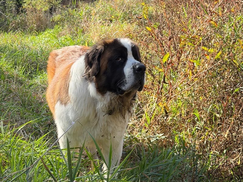 Saint Bernard 5 years 1 month old male extra large named Chewbacca for breeding in Boone County, Illinois | Petmeetly