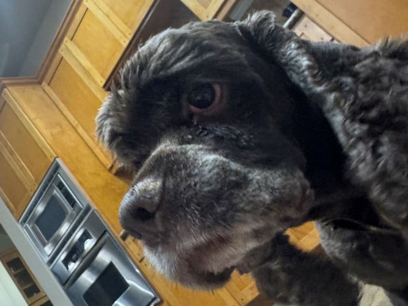 American Cocker Spaniel 8 years 10 months old male medium named Charlie for breeding in Travis County, Texas | Petmeetly