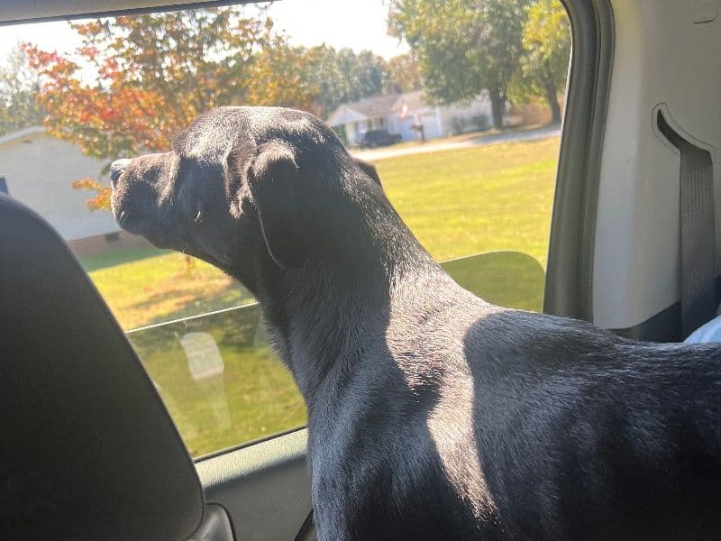 Jackson primary photo