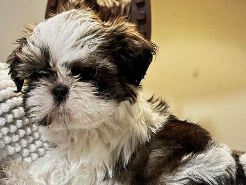 Shih Tzu 5 months old male small named Kobi for sale in Pasco County, Florida | Petmeetly