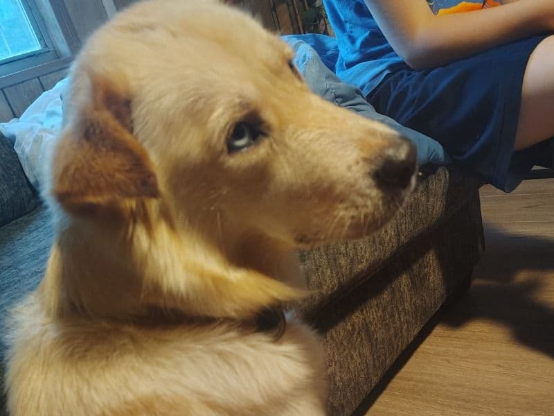 Bambi - Golden Retriever | Petmeetly