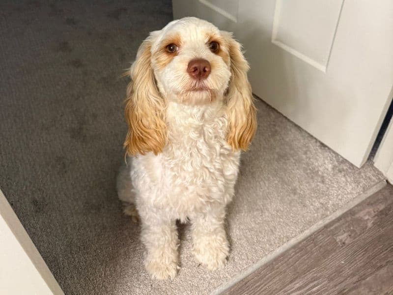Cockapoo 1 year 2 months old female medium named Riley for breeding in Jefferson County, Kentucky | Petmeetly