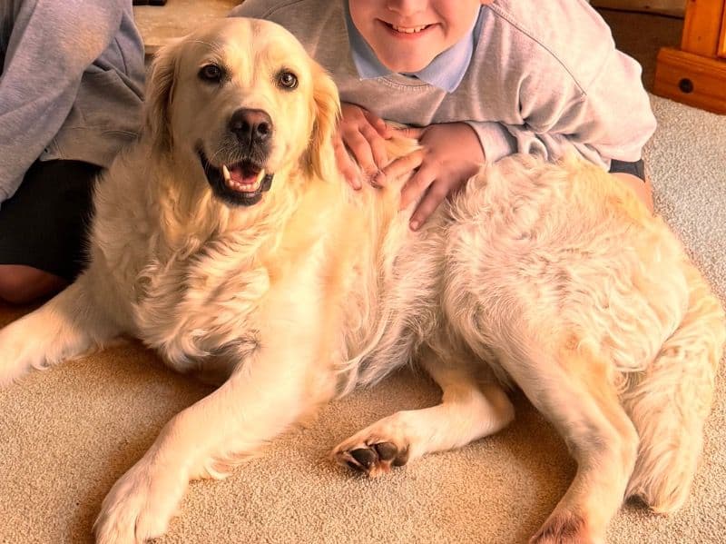 English Golden Retriever 2 years 8 months old female medium named Ellie for breeding in Kingston upon Hull, England | Petmeetly