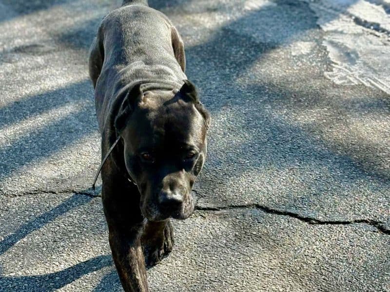 Presa Canario 4 years 10 months old male extra large named Mr. Tank for breeding in Prince George's County, Maryland | Petmeetly