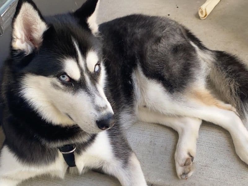 Siberian Husky 5 years 4 months old male large named Ghost for sale in Bexar County, Texas | Petmeetly