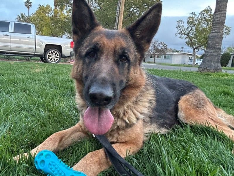 German Shepherd 5 years 8 months old female large named June for adoption in Riverside County, California | Petmeetly