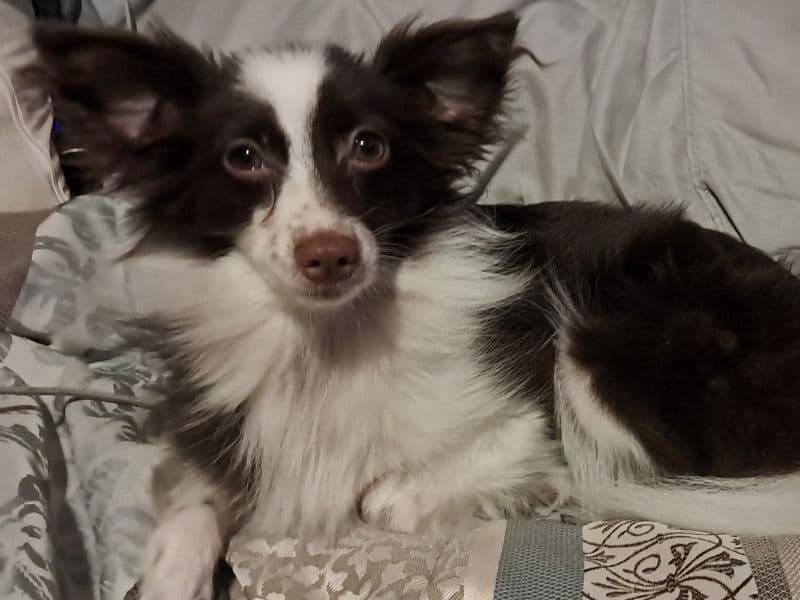 Miniature Australian Shepherd 1 year 5 months old male small named Willy for breeding in Dane County, Wisconsin | Petmeetly