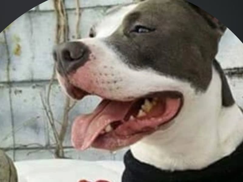 Blue nose Pitbull 14 years 1 month old male medium named Mango for breeding in Chesapeake, Virginia | Petmeetly