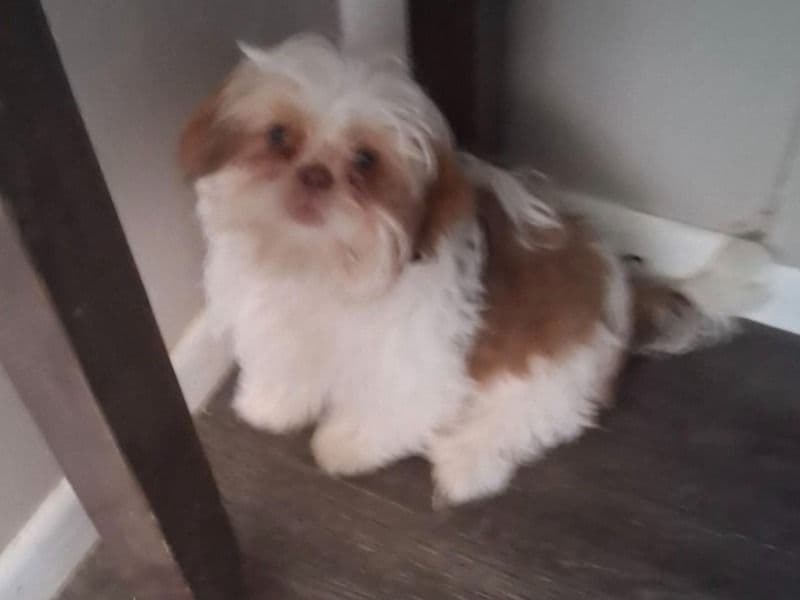 Abby - Shih Tzu | Petmeetly