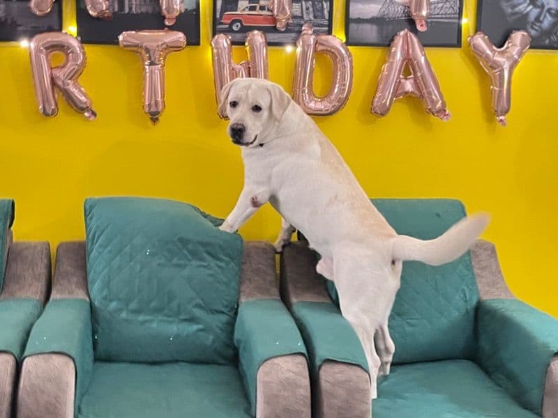 English Labrador Retriever 2 years 4 months old male large named Zeke for breeding in Chennai, Tamil Nadu | Petmeetly