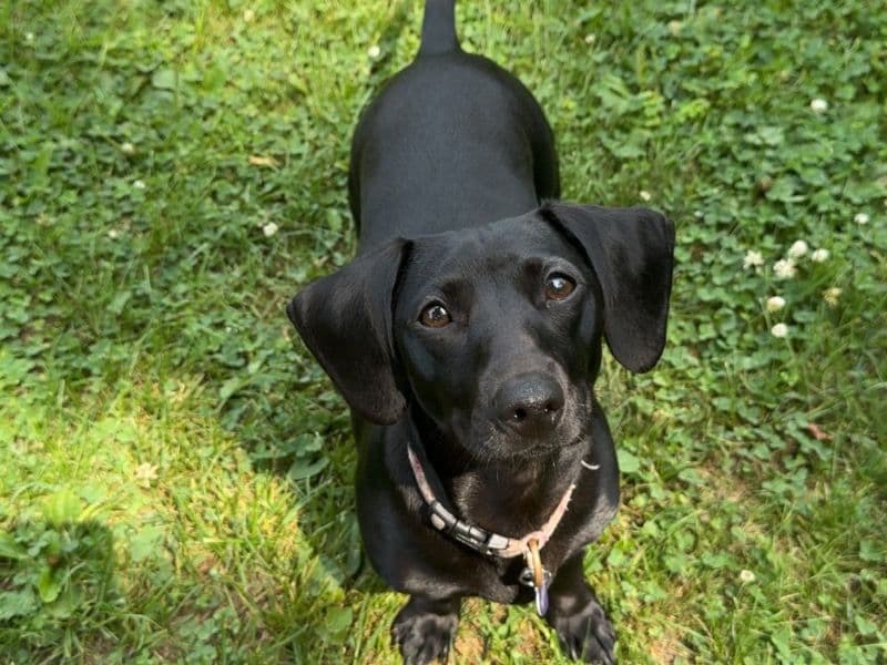 Miniature Dachshund 1 year 1 month old female small named Zoey for breeding in Waupaca County, Wisconsin | Petmeetly