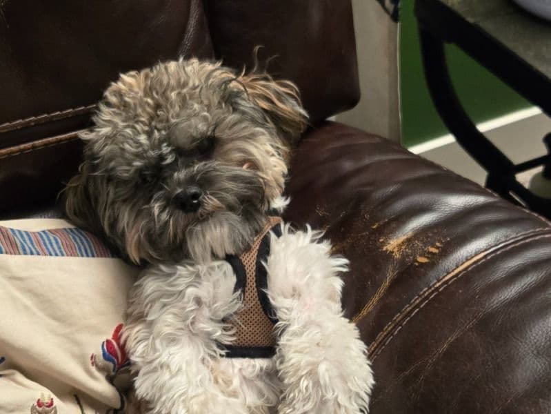 ShihPoo 1 year 2 months old male small named Jojo for breeding in Arapahoe County, Colorado | Petmeetly