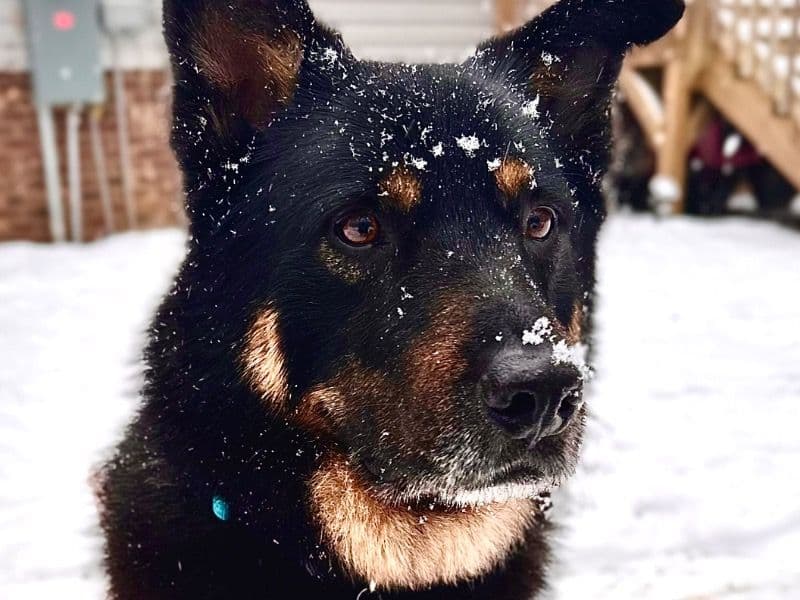 German Shepherd 6 years old male large named Ares for adoption in Hurdle Mills, North Carolina | Petmeetly