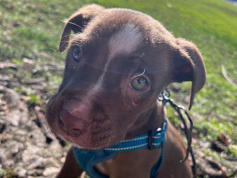 Blue nose Pitbull 3 months old male small named Buddah for sale in Jackson County, Oregon | Petmeetly
