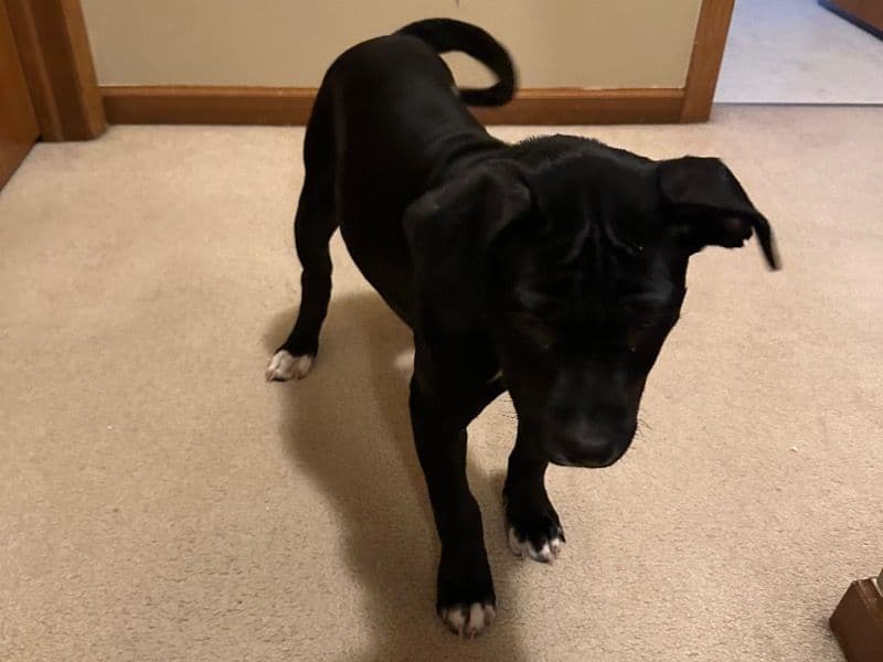 American Staffordshire Terrier 3 months old female small named Daisy for adoption in Franklin County, Ohio | Petmeetly