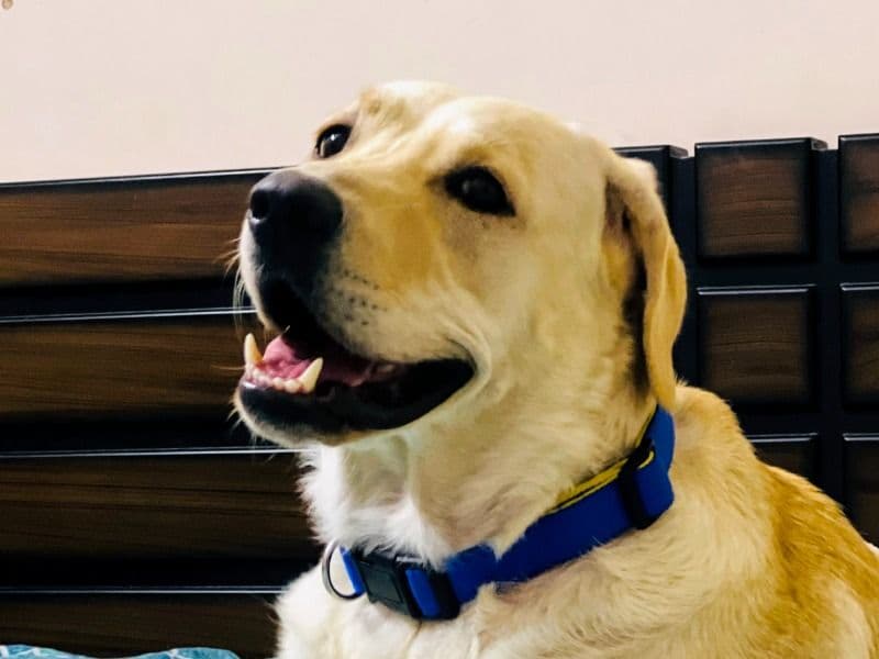 Labrador Retriever 3 years 9 months old female large named Sweety for breeding in Visakhapatnam, Andhra Pradesh | Petmeetly