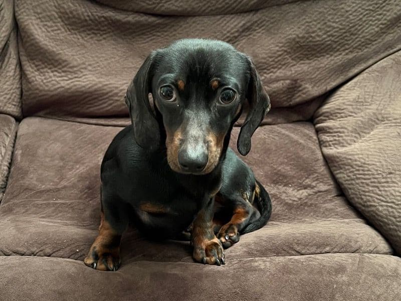 Miniature Dachshund 2 years 7 months old male small named Pepito for breeding in Los Angeles County, California | Petmeetly