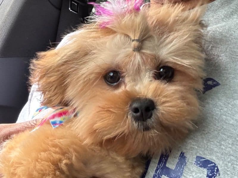 Yorkipoo 18 years 2 months old female small named Nova for breeding in Cumberland County, North Carolina | Petmeetly