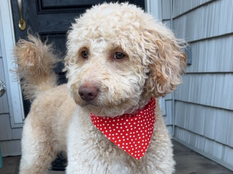 Grizzlee primary photo