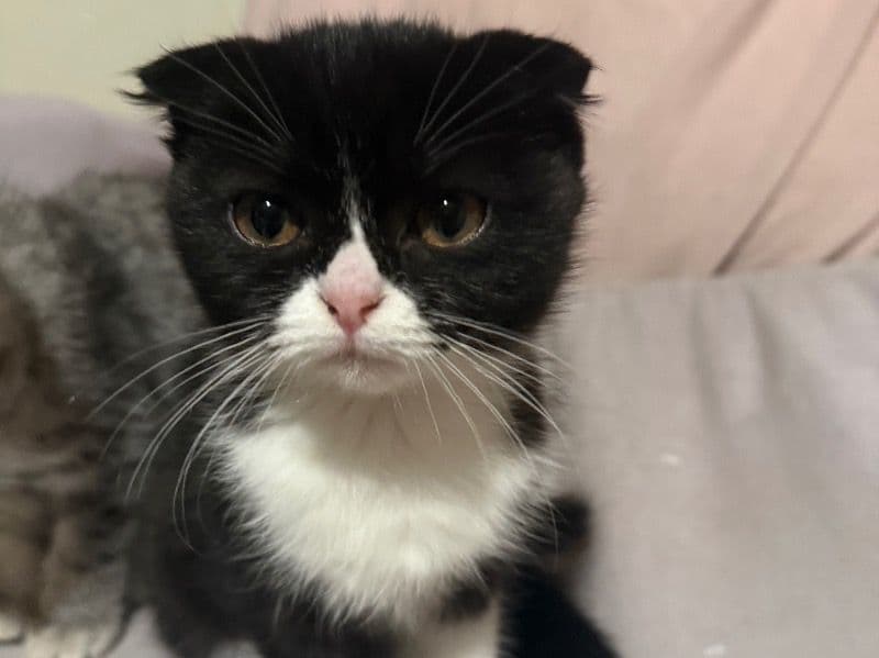 Scottish Fold 3 months old male named Tuxedo Fold Male for sale in Leon County, Florida | Petmeetly