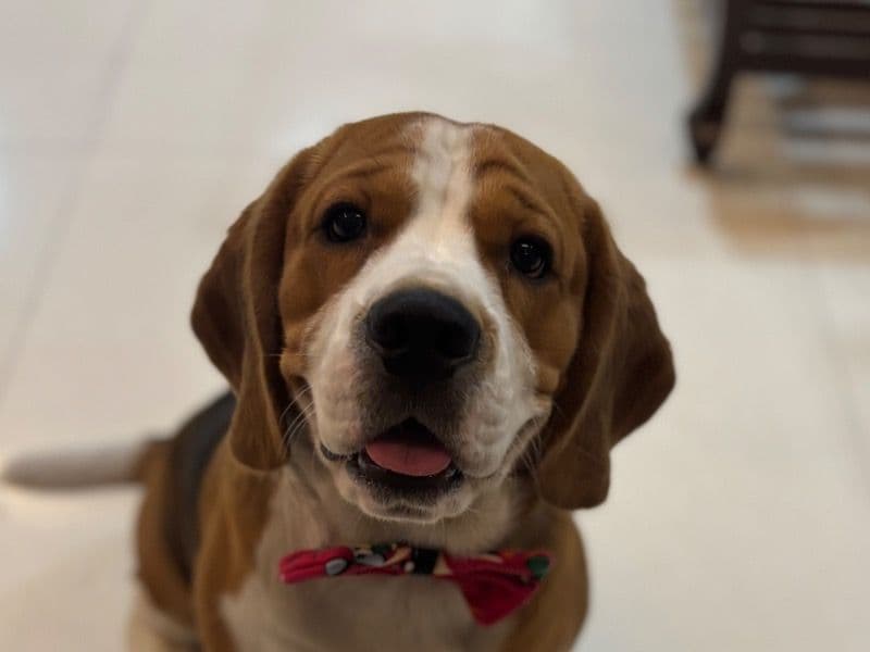 Beagle 3 years old male medium named Milo for breeding in Konkan Division, Maharashtra | Petmeetly