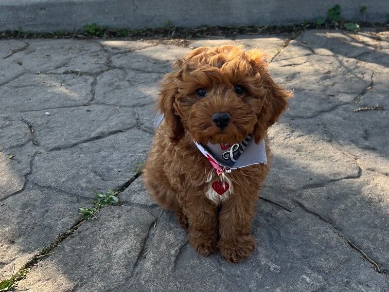 Cockapoo 3 years 11 months old male medium named Love for breeding in Regional Municipality of Peel, Ontario | Petmeetly