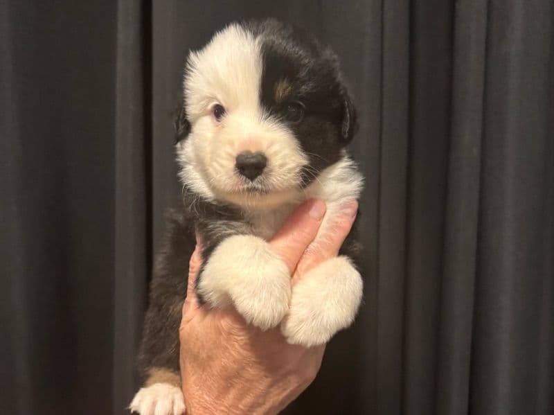 Forrest - Australian Shepherd | Petmeetly