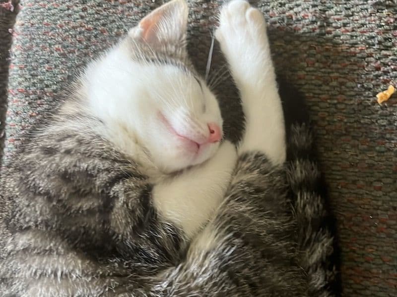 Oriental Short Hair 6 months old female named Don’t Have A Name Yet for sale in St. Joseph County, Indiana | Petmeetly